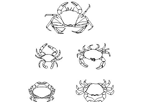 Vector of crab