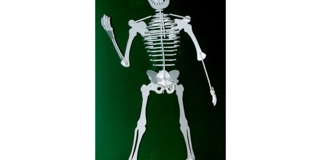 Human skeleton