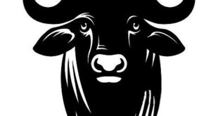 Bull buffalo Vector Free
